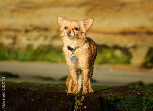 Chihuahua dog outdoor portrait standing against natural rocks 