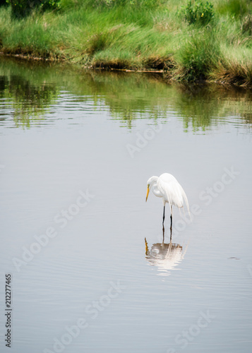 Great White Egret at Assateague III