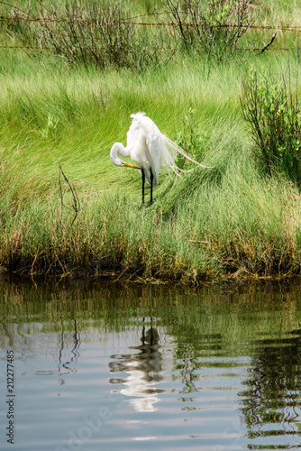 Great White Egret at Assateague