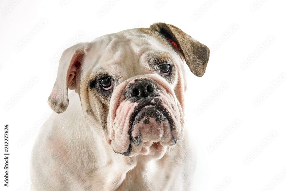 bulldog face with a white background