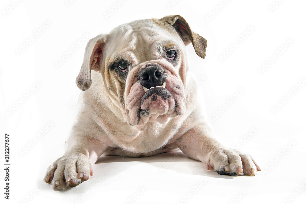 bulldog lying down on white background