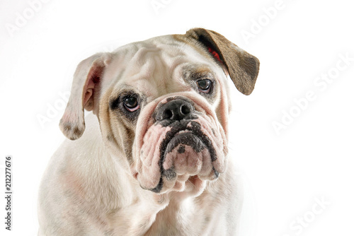 bulldog face with a white background © Elayne