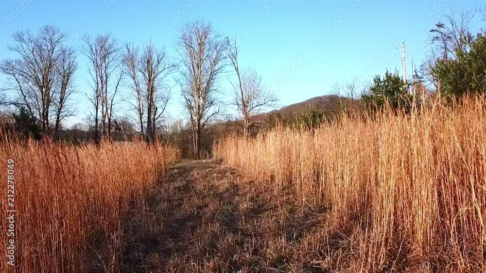 Passing through tall dormant grass path on a breeze afternoon. Passing through tall dormant grass path on a breeze afternoon.