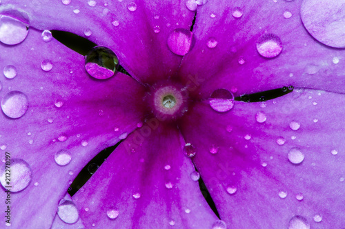 Macro shot of a pink flower full of rain drops