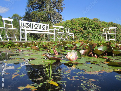 park with fiowering lilies photo