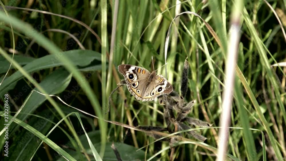 Common Buckeye butterfly warms its wings at sunset. Common Buckeye butterfly warms its wings at sunset.