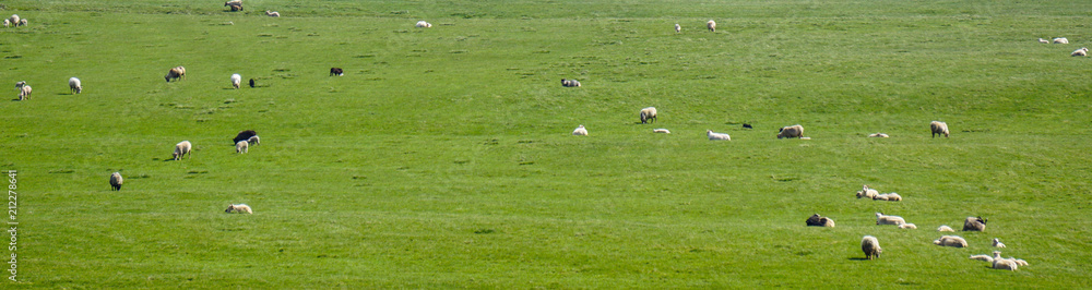 Sheep on icelandic hills Sheep on icelandic hills