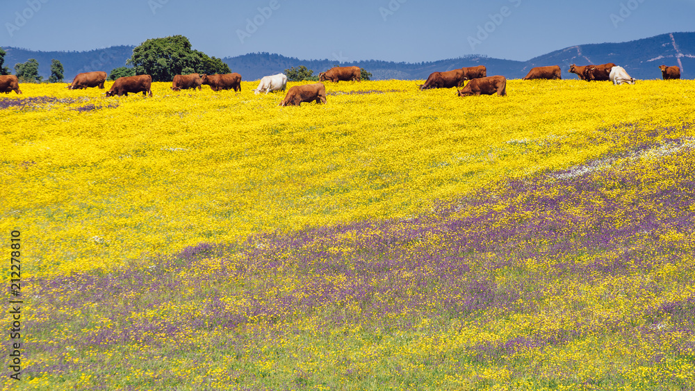 Spring picnic of fresh white daisies, lavender, multifloral natural panoramic landscape with cows grazing