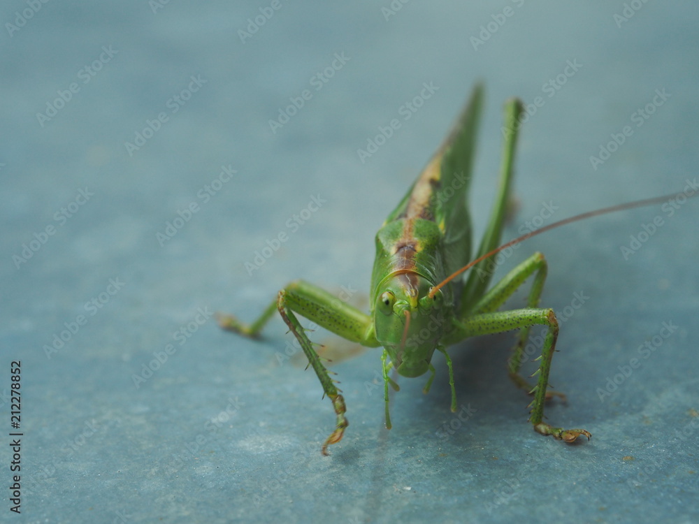 Green grashopper sitting on a gray wall Green grashopper sitting on a gray wall
