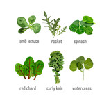 green salad leaves collection hand drawn realistic looking with text. Rocket, watercress, spinach, kale.healthy eating food. Vegetarian vegan cafe bistro menu. Bright arty design.