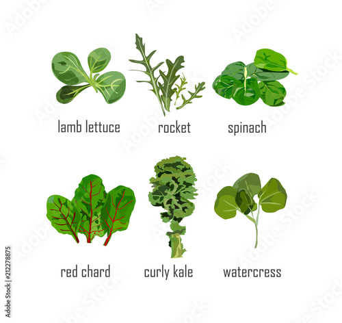 green salad leaves collection hand drawn realistic looking with text. Rocket, watercress, spinach, kale.healthy eating food. Vegetarian vegan cafe bistro menu. Bright arty design.