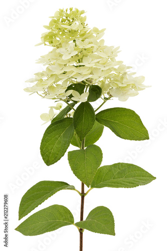 Flowers of hydrangea, isolated on white background