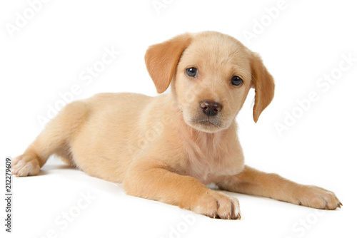 cute puppy lying down and looking to the camera with white background