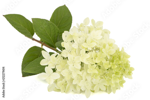 Flowers of hydrangea, isolated on white background photo