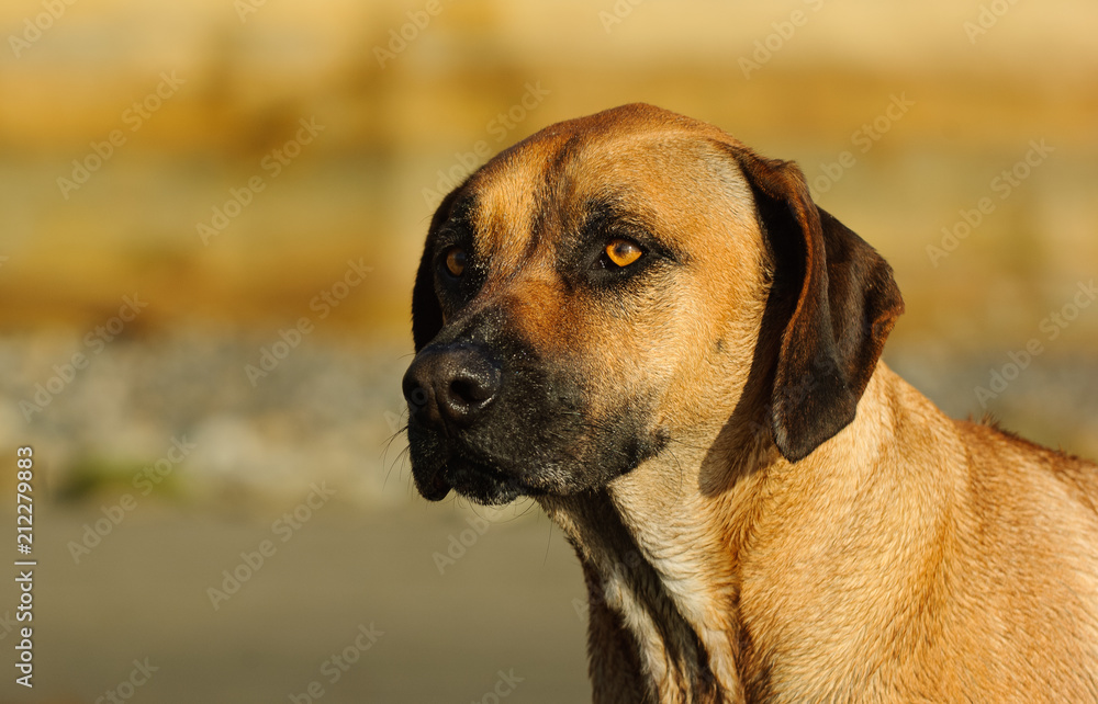 Rhodesian Ridgeback dog outdoor portrait head shot