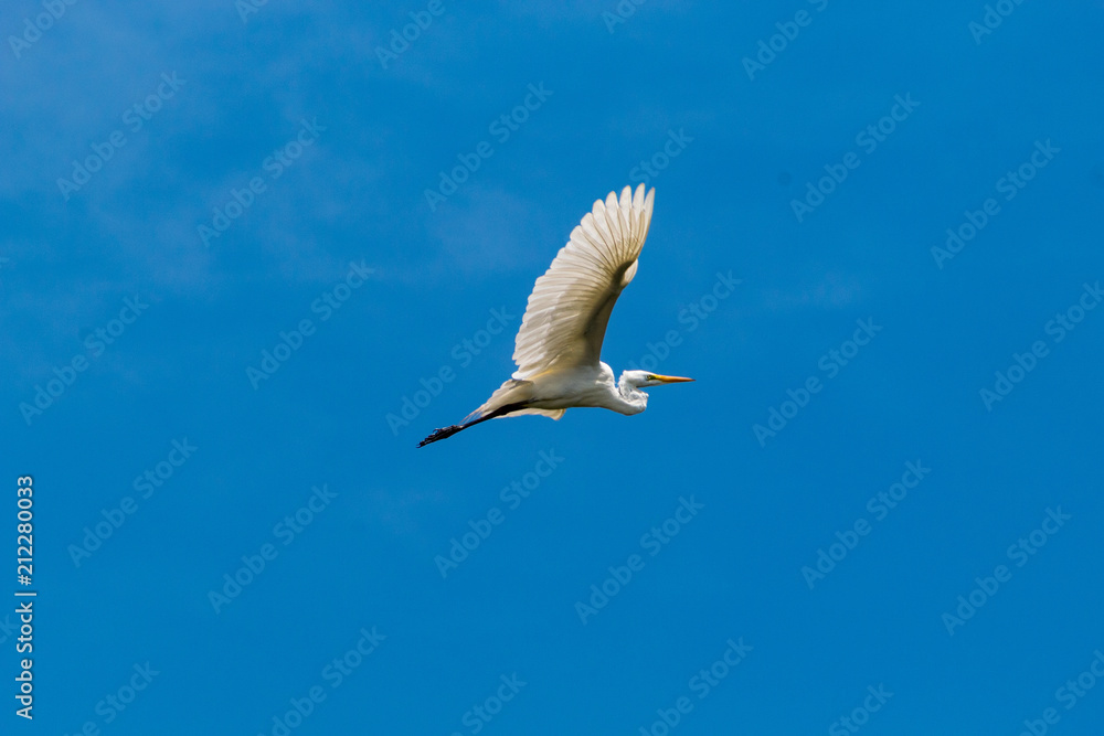 Obraz premium Great Egret flies through a blue sky
