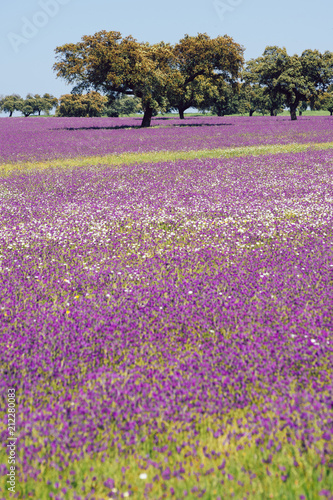 Rural landscape with lavender wild field © charlymorlock