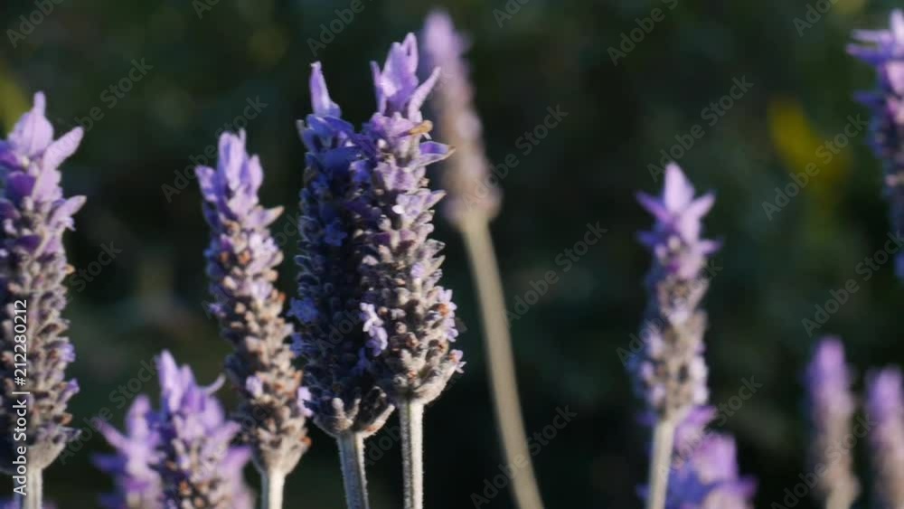 Bumble bee flying amongst violet purple lavender flowers in a warm summer evening Bumble bee flying amongst violet purple lavender flowers in a warm summer evening