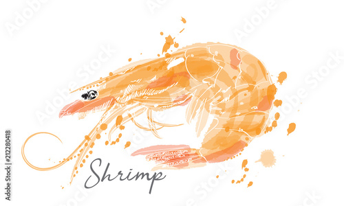 shrimp vector illustration in watercolor. 