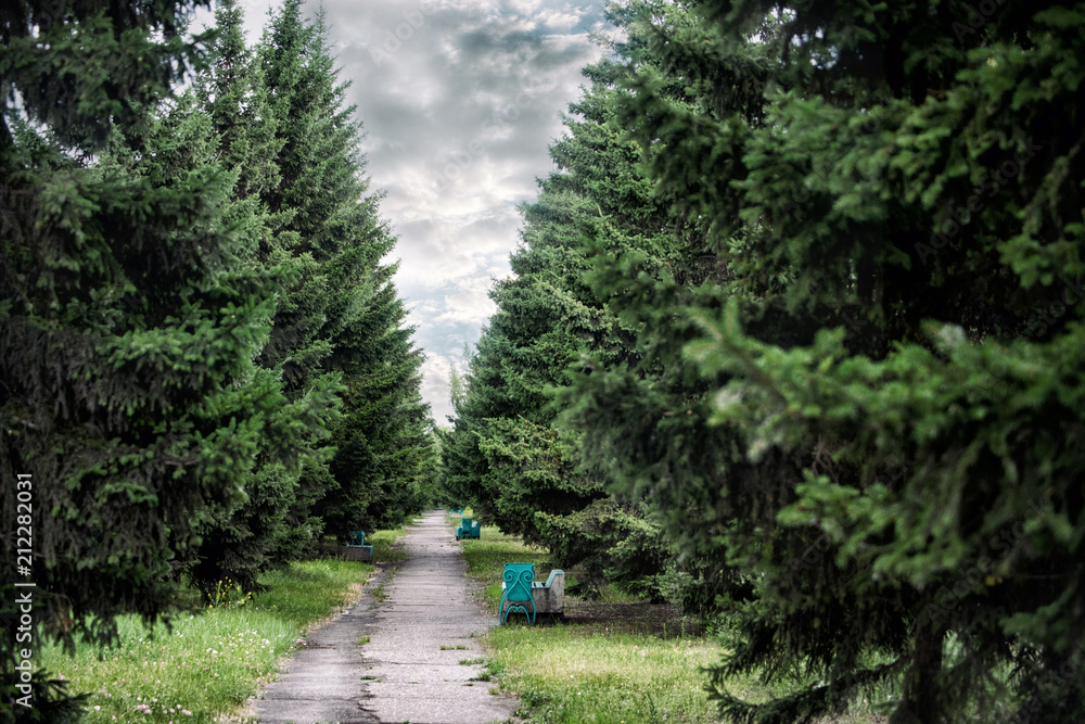 Abandoned alley surronded by high fir trees under cloudy sky