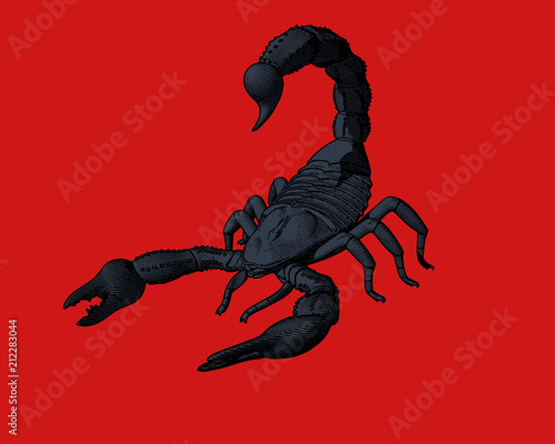 Engraving drawing scorpion illustration