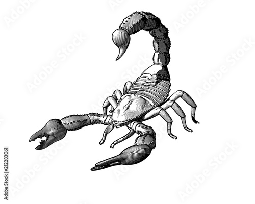 Engraving drawing scorpion illustration