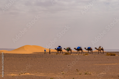 Camel Caravan in the Sahara Desert © mikespixels