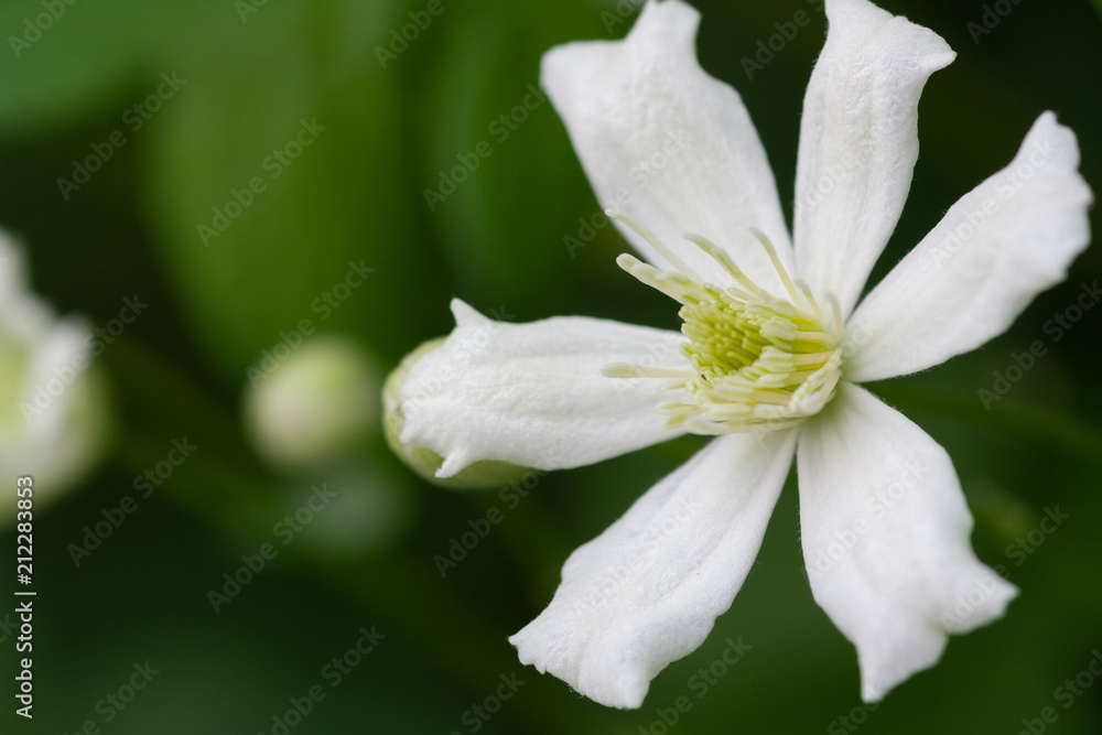 Clematis Clematis