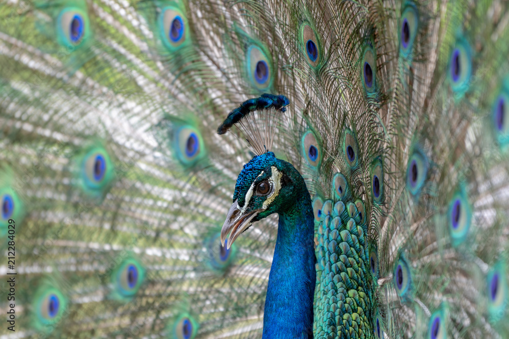 Obraz premium Male peacock on display