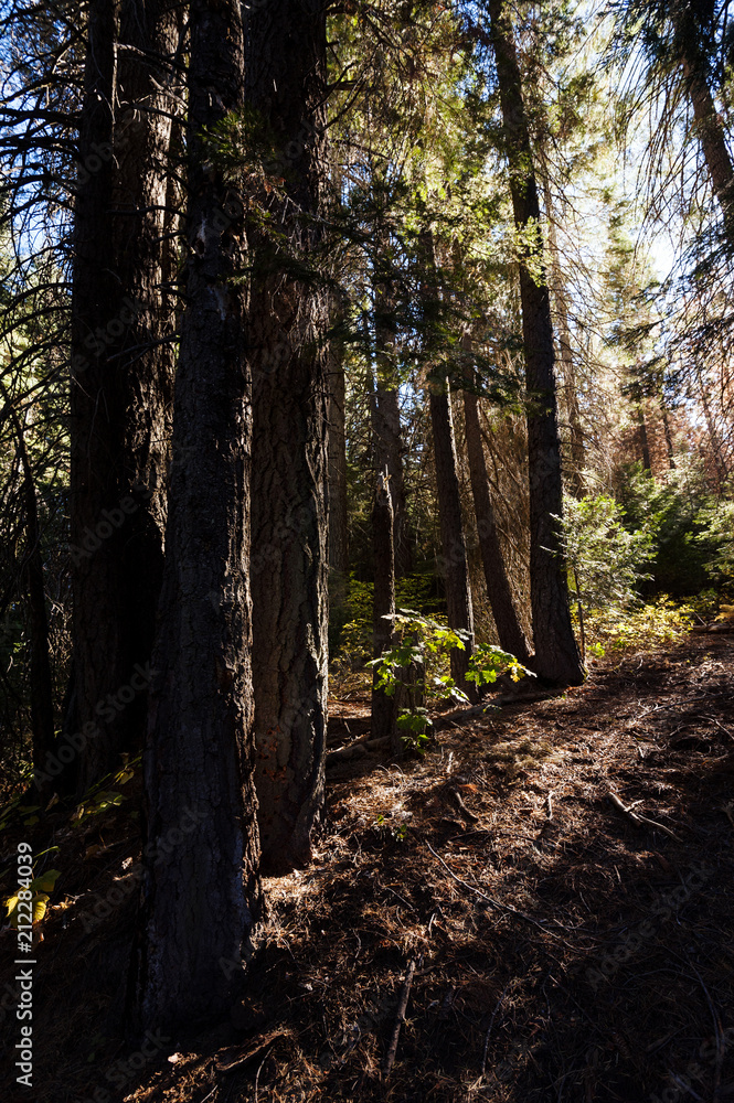 Obraz premium walk thru the trees