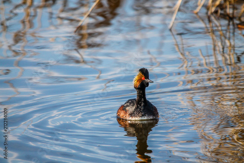 The Eared Grebe can be found casualy swimming on many ponds. Alberta, Canada © David