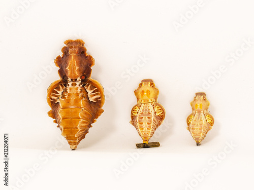 Three pupae of red-bodied swallowtail butterflies - Atrophaneura semperi, Chinese windmill Atrophaneura alcinous, and Pink rose Pachliopta kotzebuea. White background, with shadows. photo