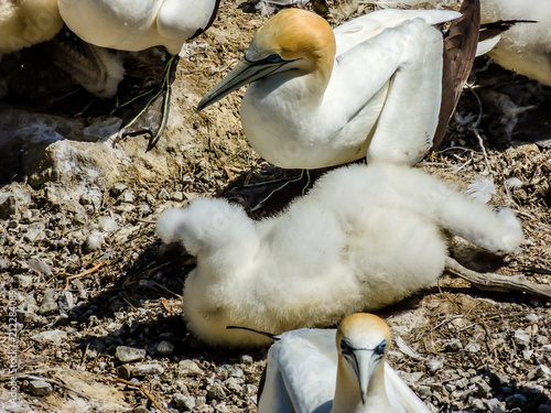 Australasian gannet (Morus serrator) hen and sub juvenile chick, Murawai Beach, Auckland, New Zealand photo