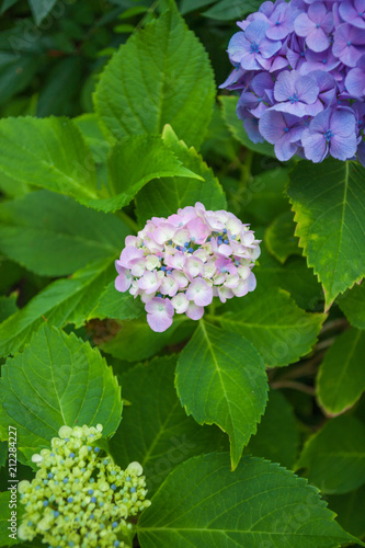 Hydrangea macrophylla in my garden