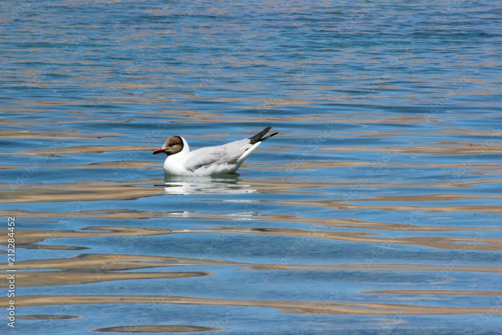 Bird in the Lake Bird in the Lake