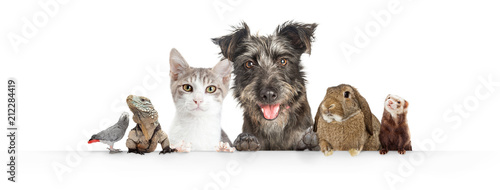 Domestic Pets Hanging Over White Website Banner