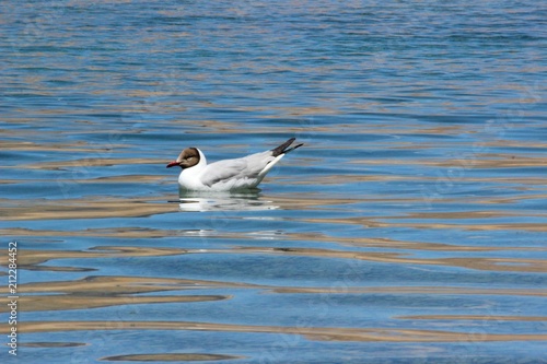 Bird in the Lake © qui