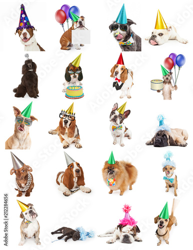 Fototapeta Naklejka Na Ścianę i Meble -  Collection of Birthday Party Dog Photos
