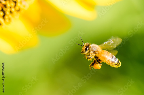Honey bee flying for collecting pollen and nectar