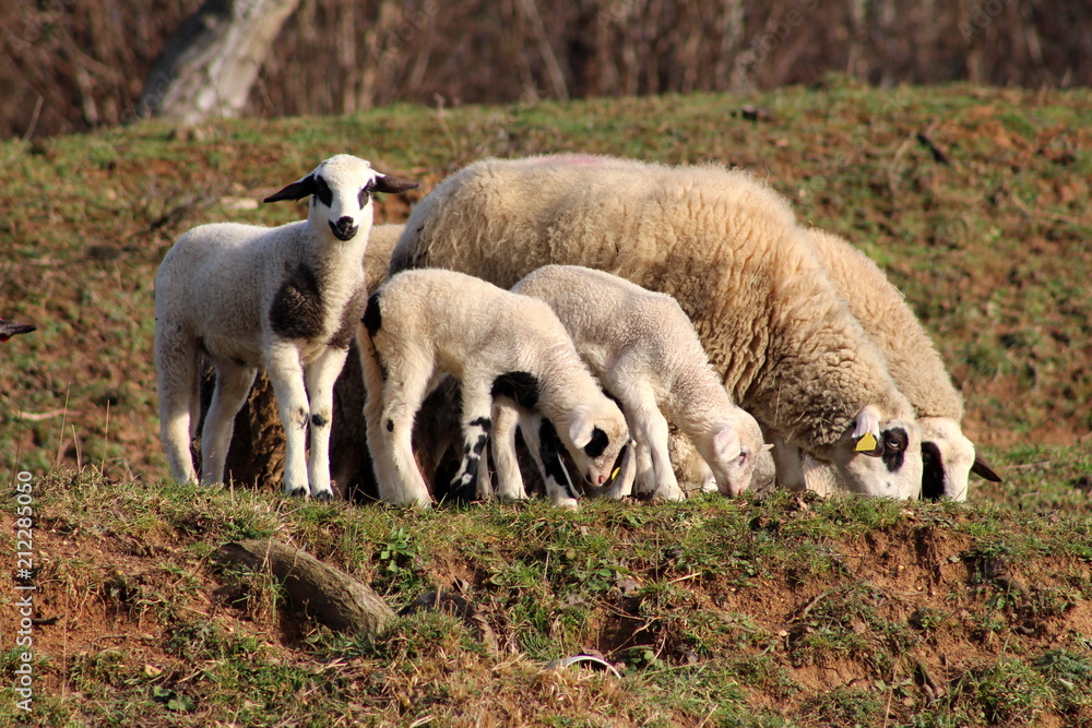 Sheep and little lambs eating uncut winter grass on small hill while one stands and looks around next to them on warm sunny day Sheep and little lambs eating uncut winter grass on small hill while one stands and looks around next to them on warm sunny day
