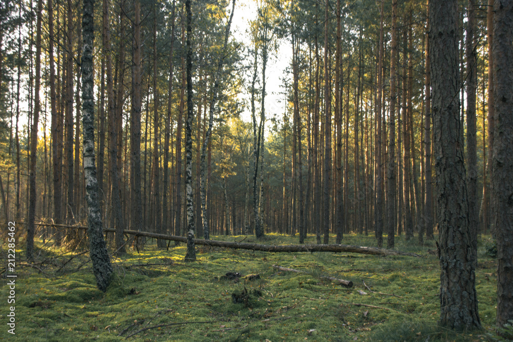 Obraz premium Forest scene