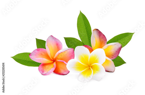 frangipani tropical flower, plumeria, Lanthom, Leelawadee flower with green leaves isolated white background © boonchuay1970