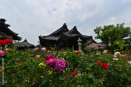 日本の美しいばらの寺