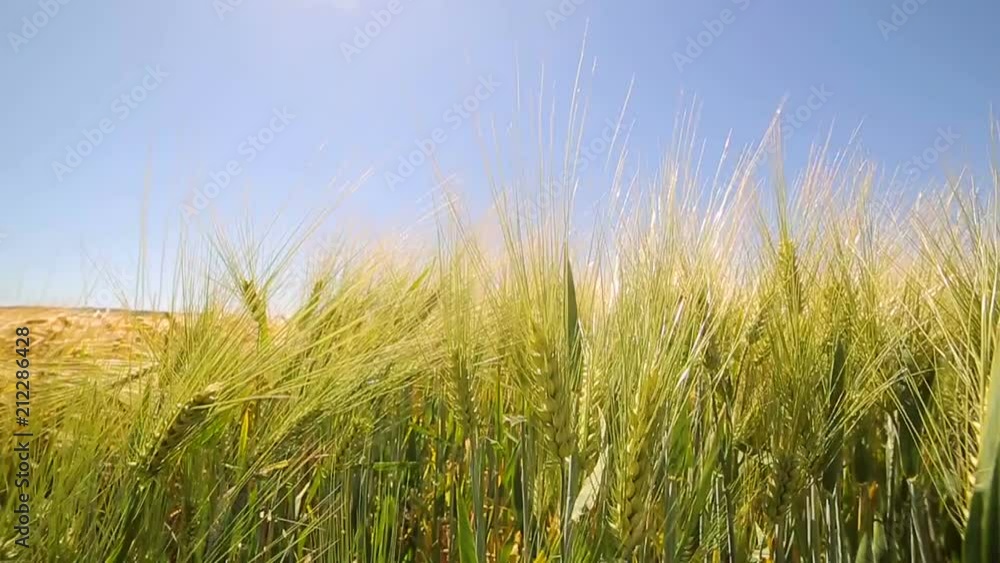 Yellow spike close-up in the field, swinging wind. The harvest of wheat Yellow spike close-up in the field, swinging wind. The harvest of wheat