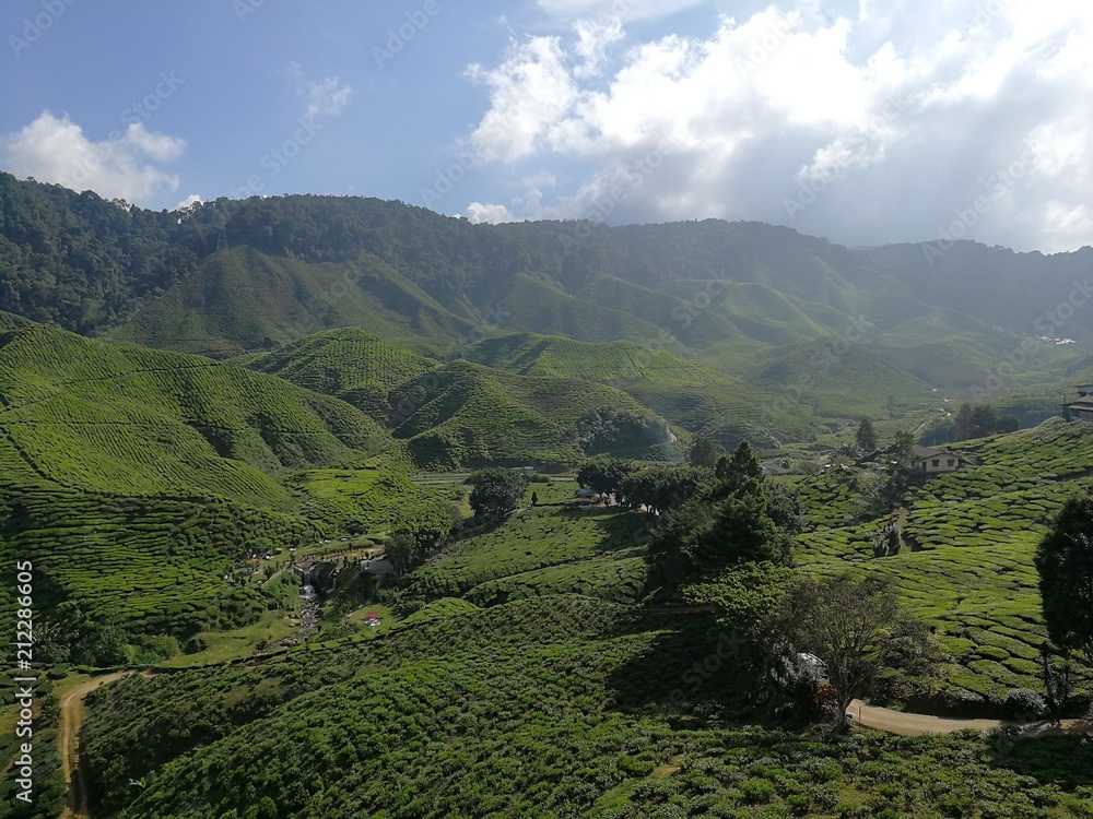 Tea plantation Tea plantation