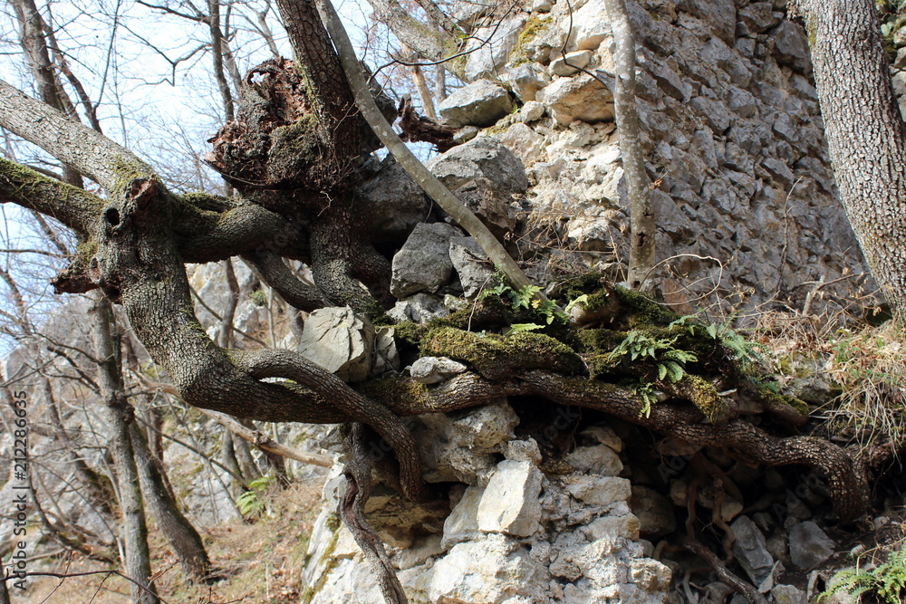 Multiple large and thick tree roots growing out of stone wall ruins towards the sun Multiple large and thick tree roots growing out of stone wall ruins towards the sun