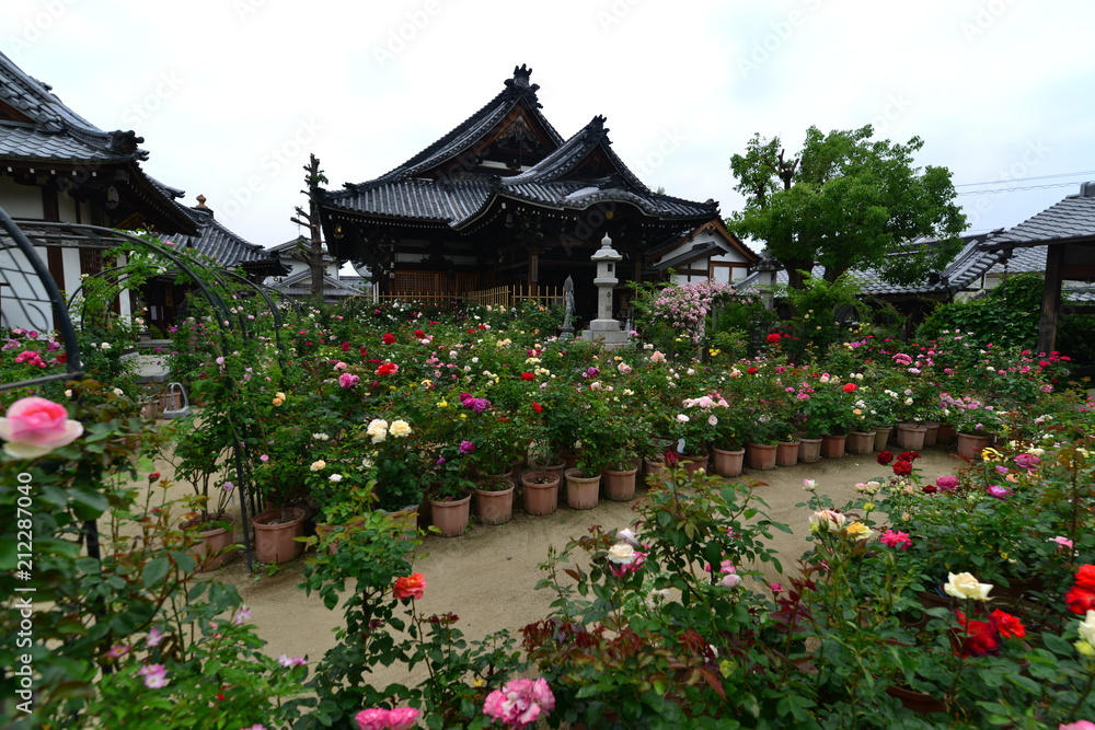 日本の美しいばらの寺