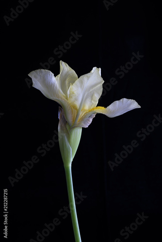 Fototapeta Naklejka Na Ścianę i Meble -  Single Light Yellow Iris Flower