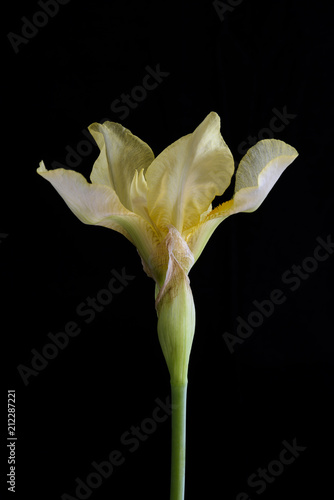 Fototapeta Naklejka Na Ścianę i Meble -  Yellow Iris Flower on Black Background