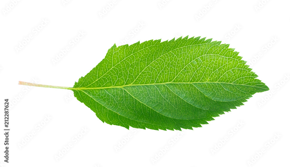 Obraz premium Green apple leaf isolated on white background, clipping path